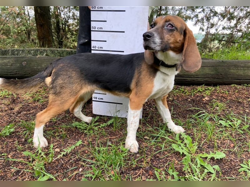 Lussie, Beagle