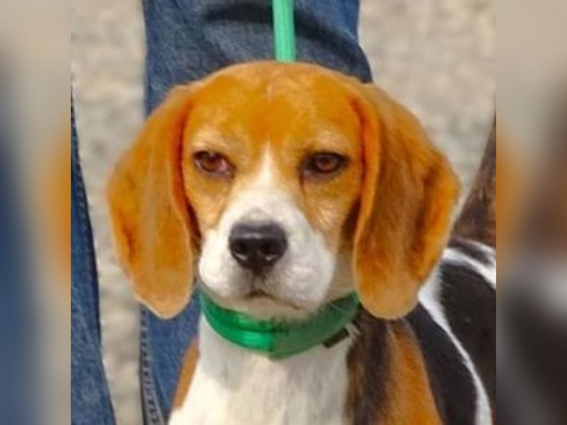 Gina, Beagle