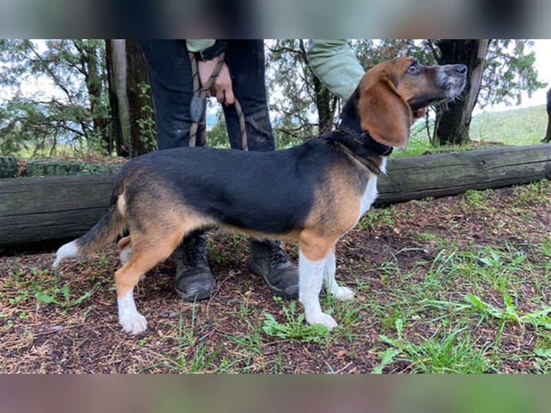 Lussie, Beagle
