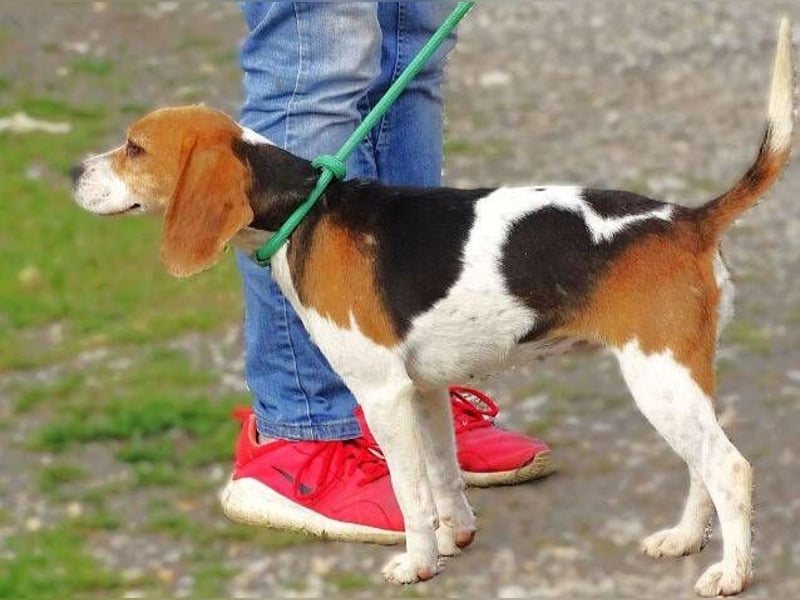 Gina, Beagle