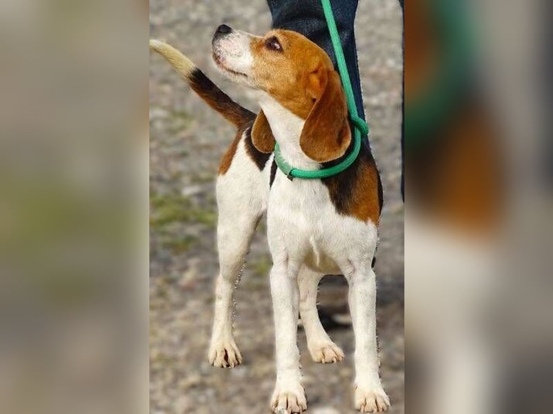 Gina, Beagle