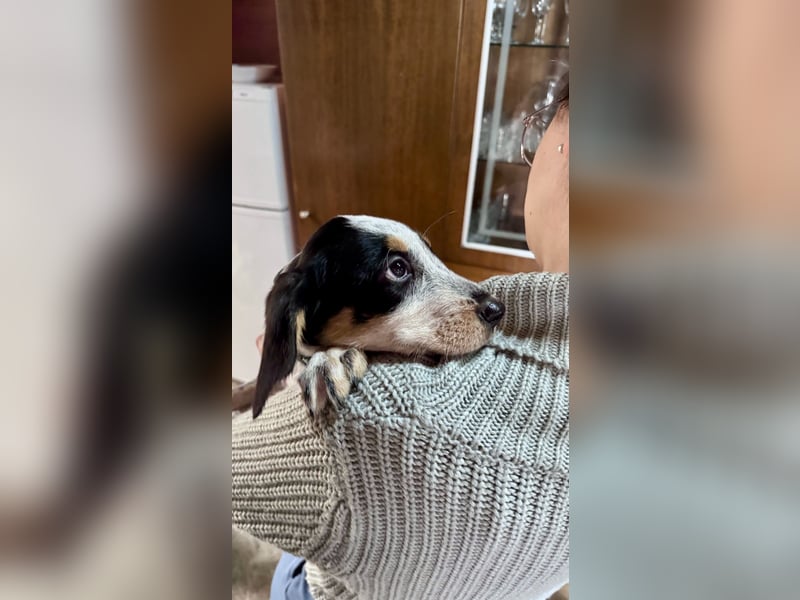 Beagle Mischlingsdame EADIE (*Dezember 2024) sucht eine Familie