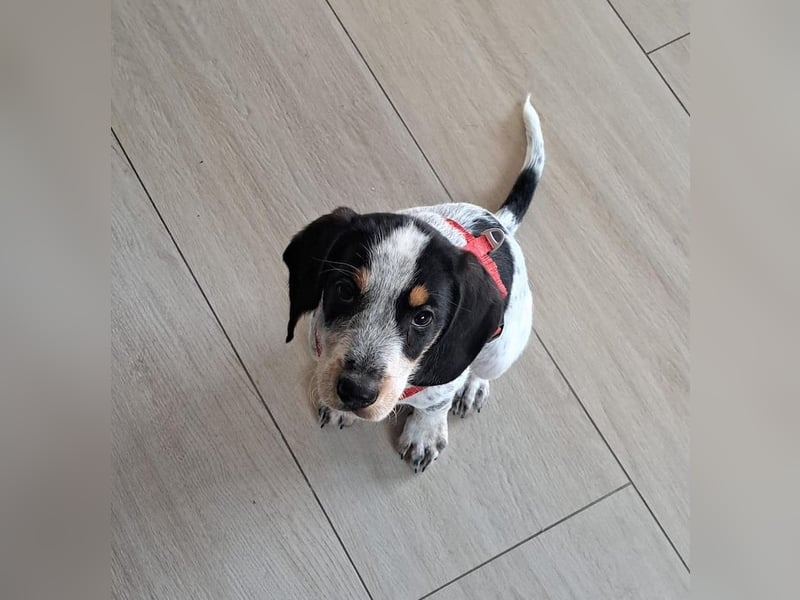 Beagle Mischlingsdame EADIE (*Dezember 2024) sucht eine Familie