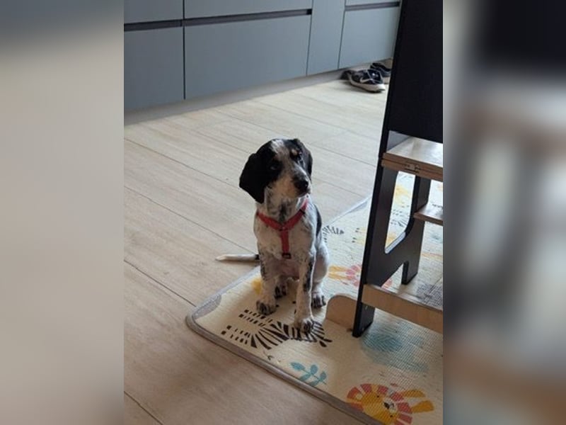 Beagle Mischlingsdame EADIE (*Dezember 2024) sucht eine Familie
