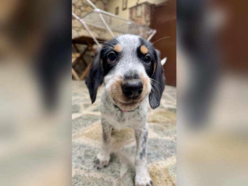 Beagle Mischlingsdame EADIE (*Dezember 2024) sucht eine Familie