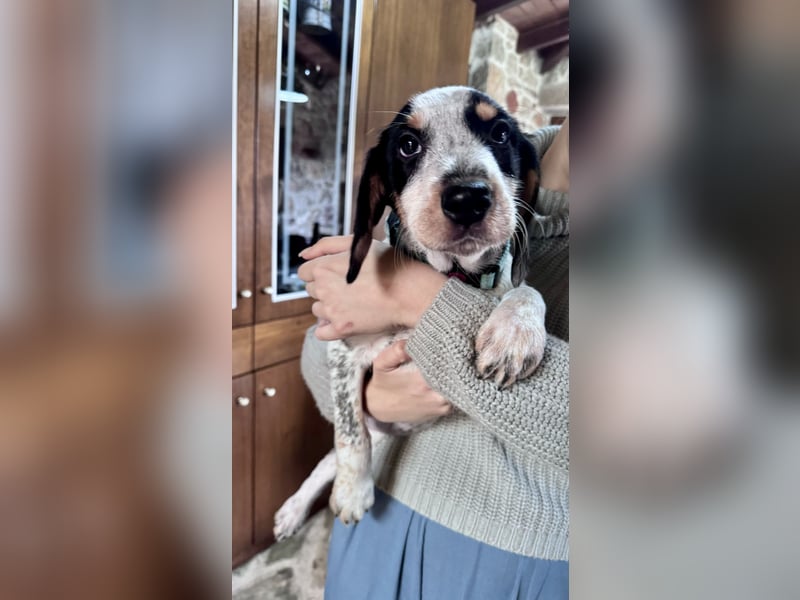 Beagle Mischlingsdame EADIE (*Dezember 2024) sucht eine Familie