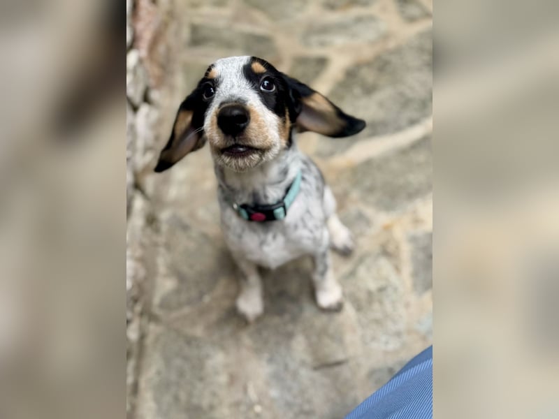 Beagle Mischlingsdame EADIE (*Dezember 2024) sucht eine Familie