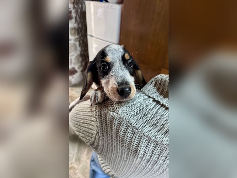 Beagle Mischlingsdame EADIE (*Dezember 2024) sucht eine Familie