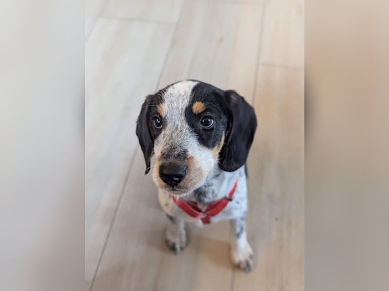 Beagle Mischlingsdame EADIE (*Dezember 2024) sucht eine Familie