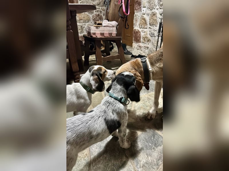 Beagle Mischlingsdame EADIE (*Dezember 2024) sucht eine Familie