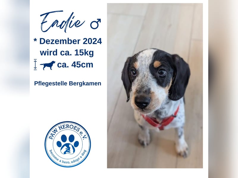 Beagle Mischlingsdame EADIE (*Dezember 2024) sucht eine Familie