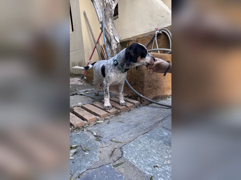 Beagle Mischlingsdame EADIE (*Dezember 2024) sucht eine Familie