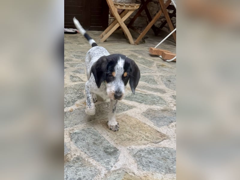 Beagle Mischlingsdame EADIE (*Dezember 2024) sucht eine Familie