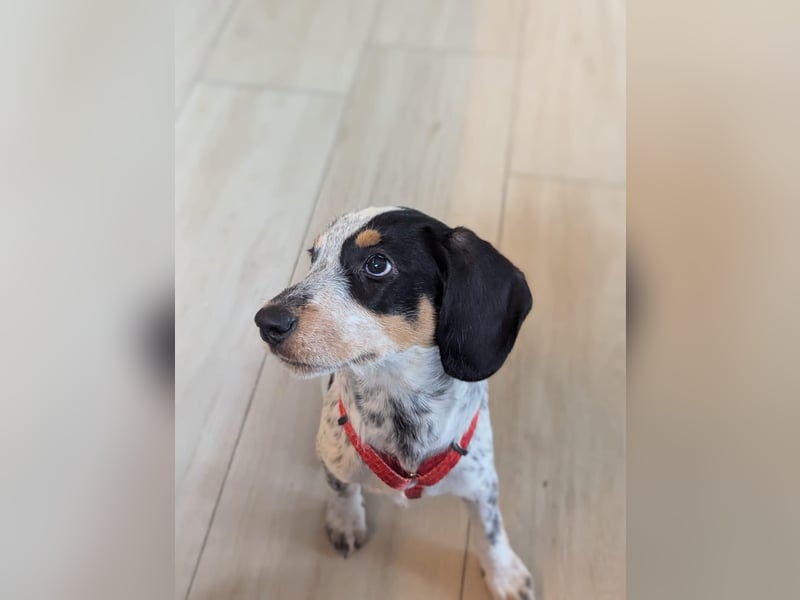 Beagle Mischlingsdame EADIE (*Dezember 2024) sucht eine Familie