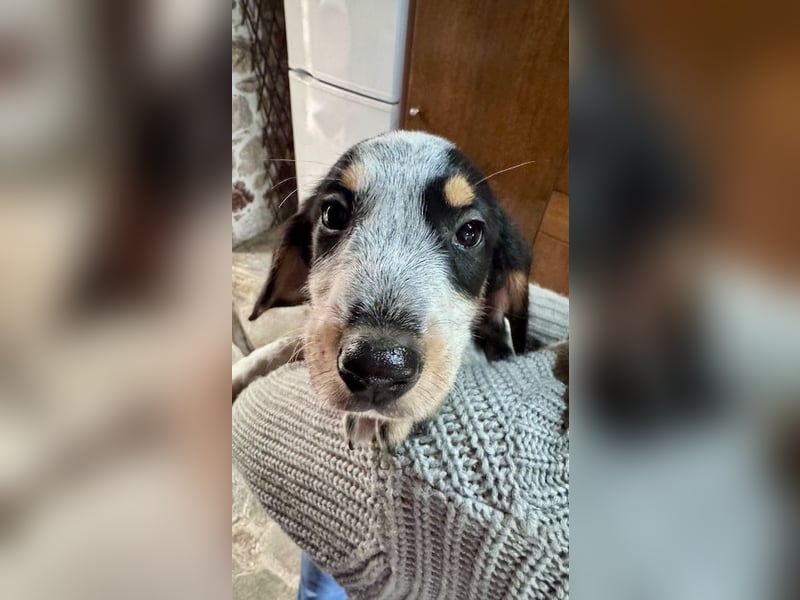 Beagle Mischlingsdame EADIE (*Dezember 2024) sucht eine Familie