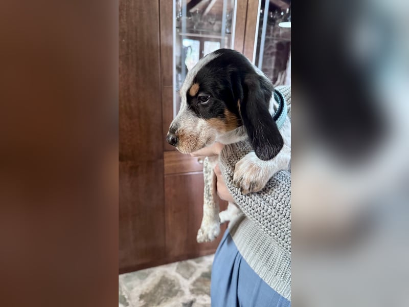 Beagle Mischlingsdame EADIE (*Dezember 2024) sucht eine Familie
