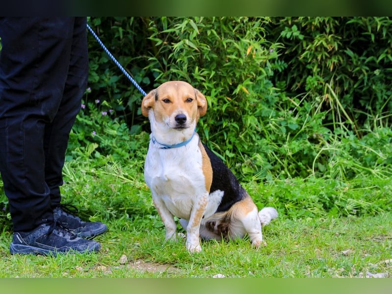 Yuna, Mix Beagle / Jack Russel Terrier, lieb und verträglich