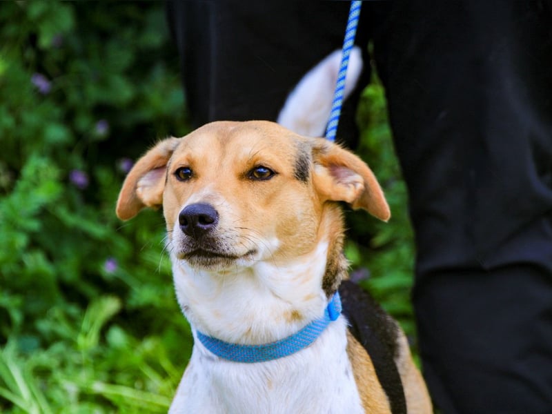 Yuna, Mix Beagle / Jack Russel Terrier, lieb und verträglich