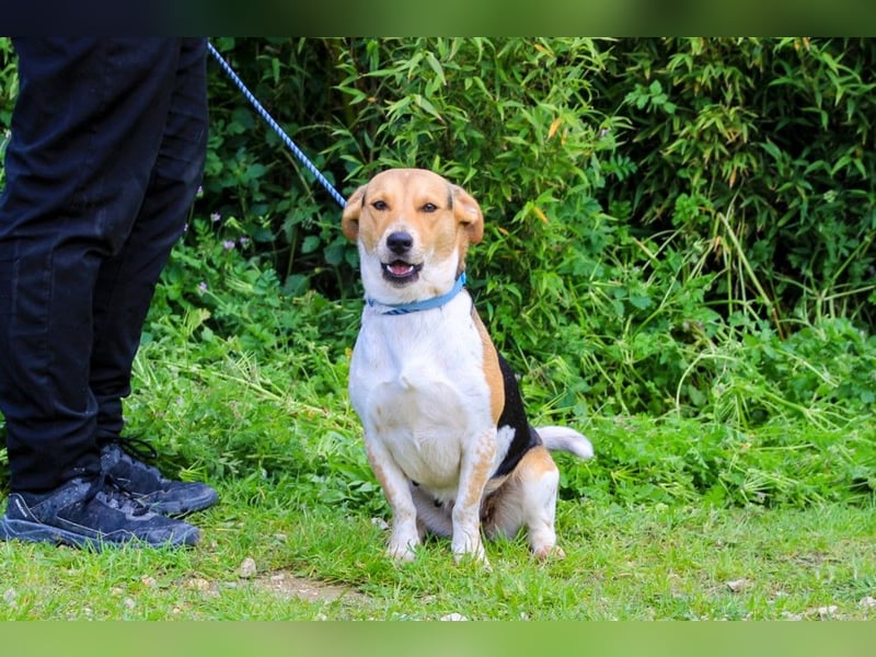 Yuna, Mix Beagle / Jack Russel Terrier, lieb und verträglich