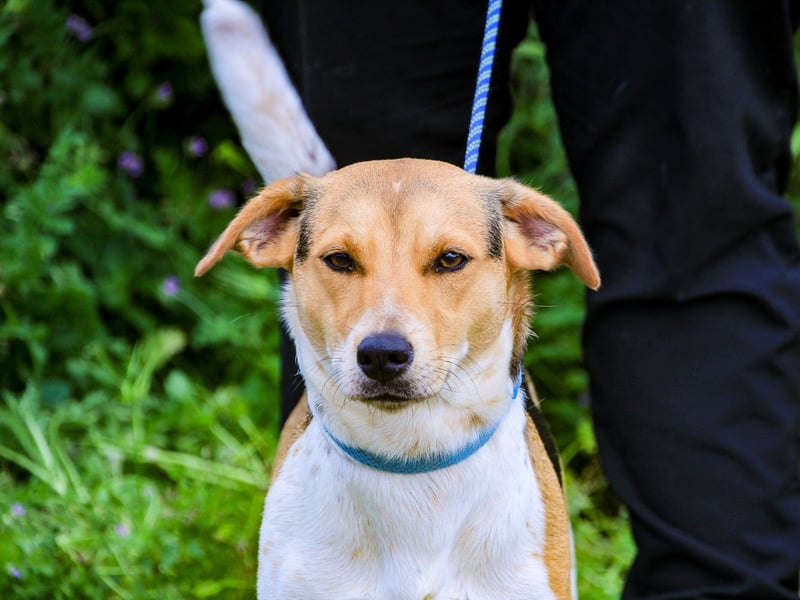 Yuna, Mix Beagle / Jack Russel Terrier, lieb und verträglich
