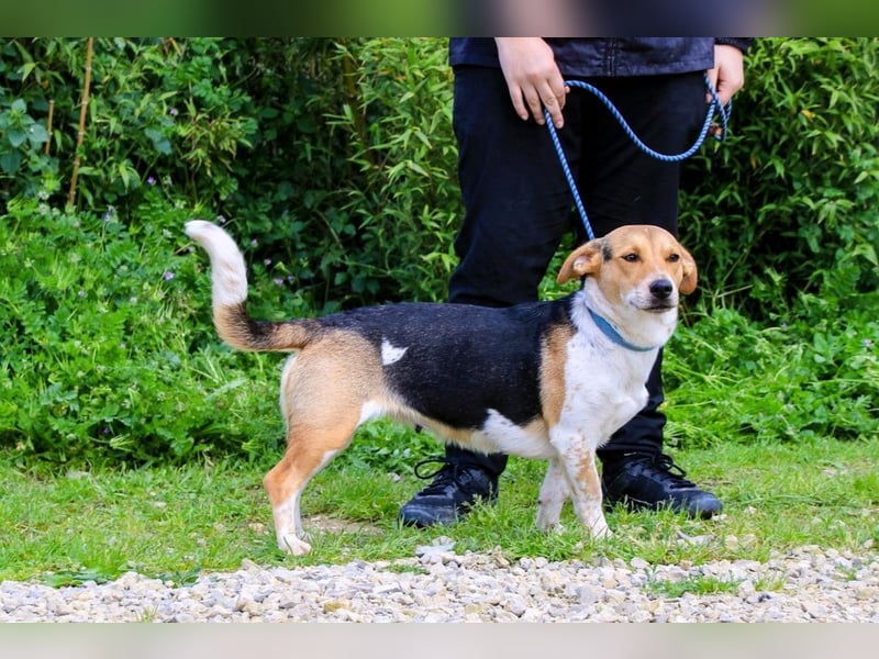 Yuna, Mix Beagle / Jack Russel Terrier, lieb und verträglich