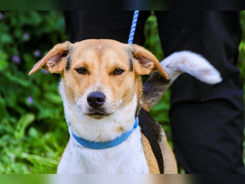 Yuna, Mix Beagle / Jack Russel Terrier, lieb und verträglich