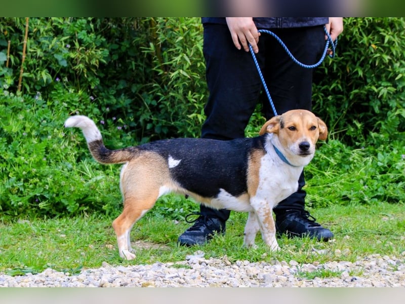 Yuna, Mix Beagle / Jack Russel Terrier, lieb und verträglich