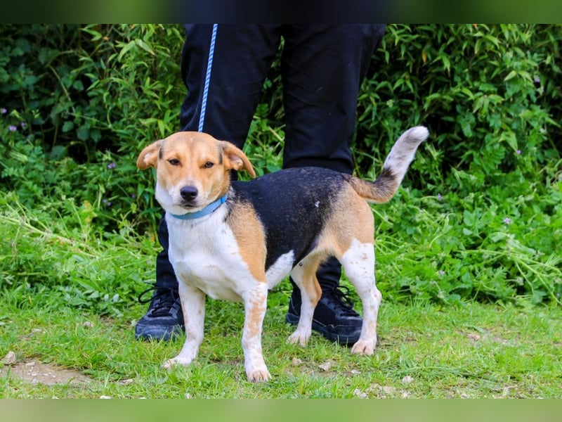 Yuna, Mix Beagle / Jack Russel Terrier, lieb und verträglich