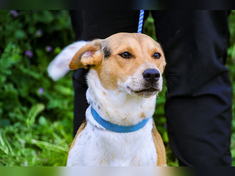 Yuna, Mix Beagle / Jack Russel Terrier, lieb und verträglich