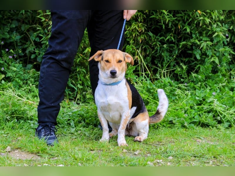 Yuna, Mix Beagle / Jack Russel Terrier, lieb und verträglich