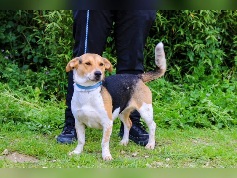 Yuna, Mix Beagle / Jack Russel Terrier, lieb und verträglich
