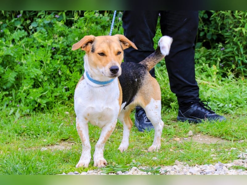 Yuna, Mix Beagle / Jack Russel Terrier, lieb und verträglich