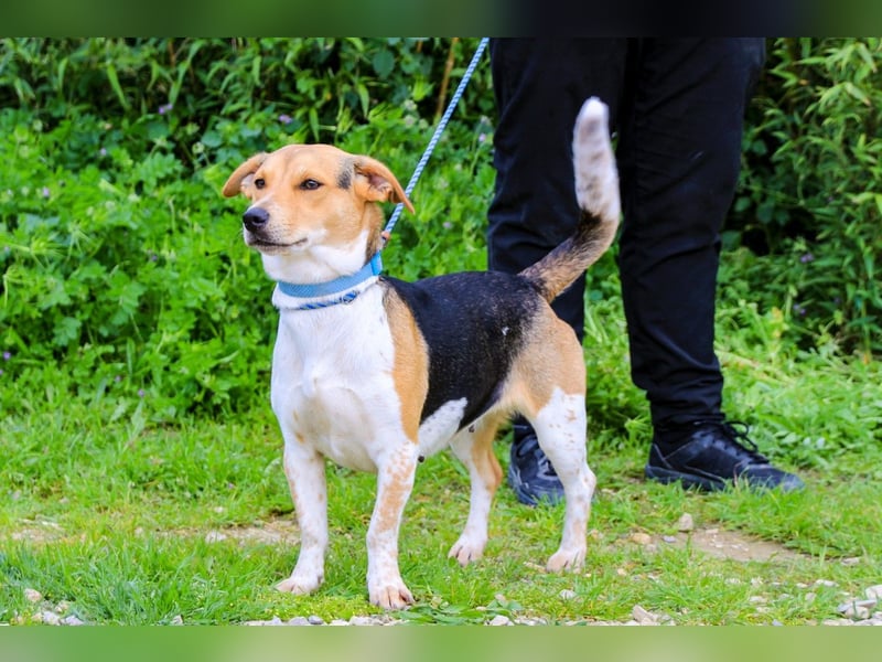 Yuna, Mix Beagle / Jack Russel Terrier, lieb und verträglich