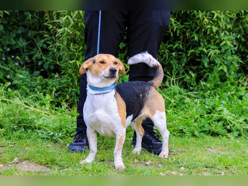 Yuna, Mix Beagle / Jack Russel Terrier, lieb und verträglich