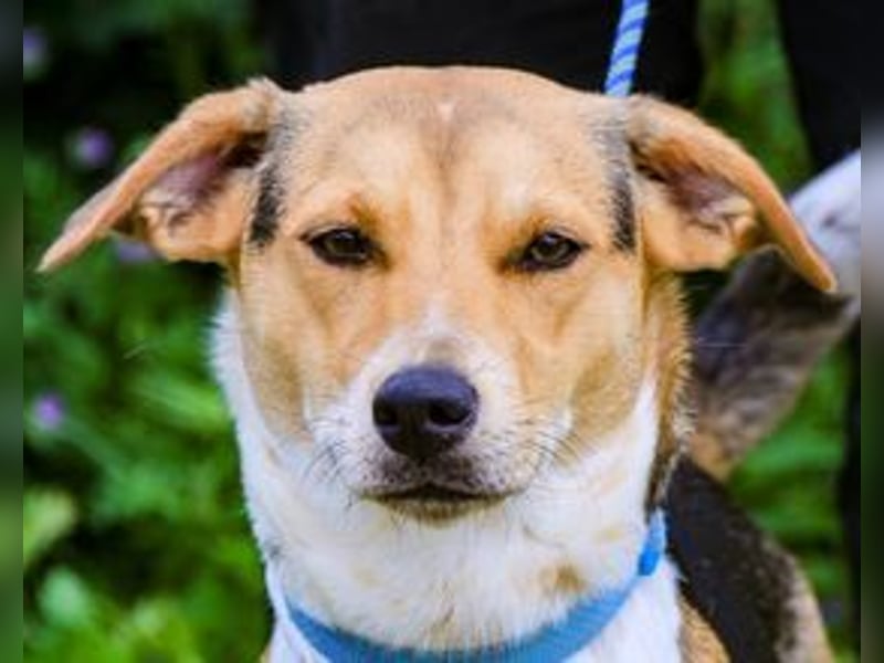 Yuna, Mix Beagle / Jack Russel Terrier, lieb und verträglich