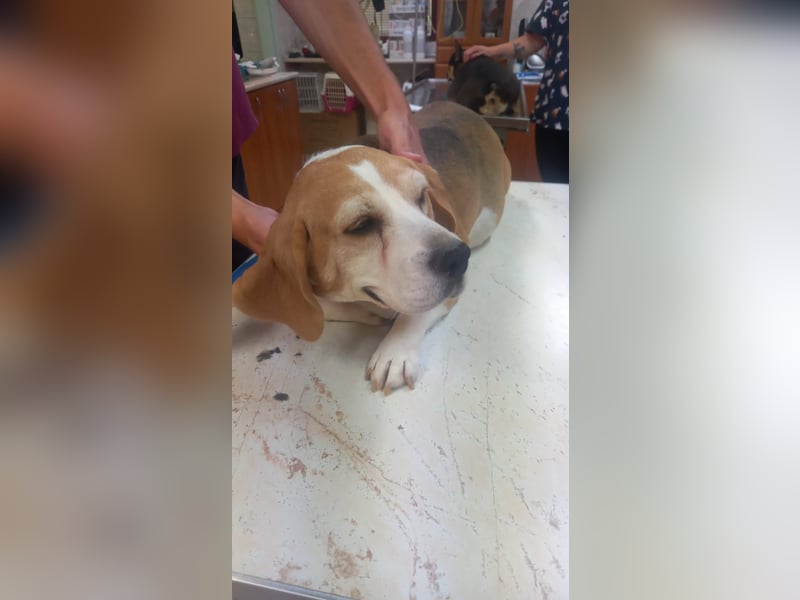 Maya 2 PP – Beagle-Dame auf der Suche nach einem Neuanfang