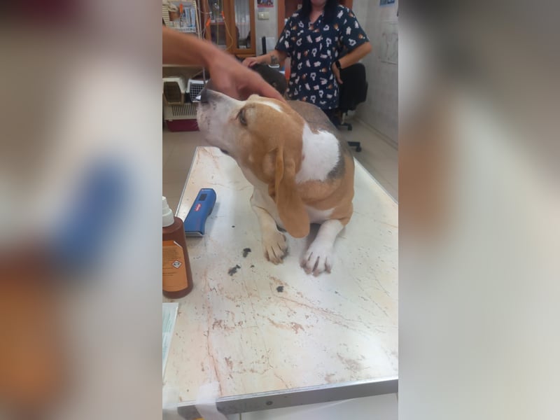 Maya 2 PP – Beagle-Dame auf der Suche nach einem Neuanfang