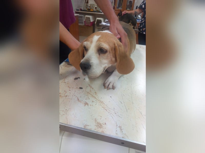 Maya 2 PP – Beagle-Dame auf der Suche nach einem Neuanfang