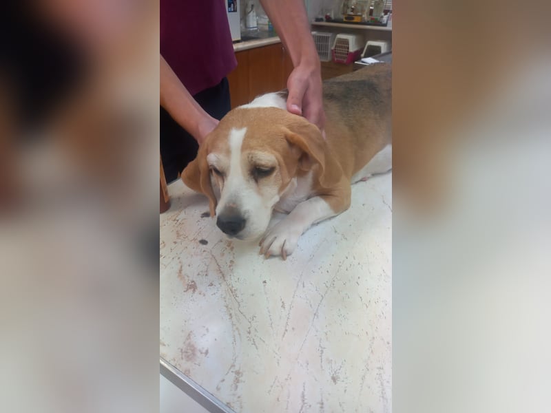 Maya 2 PP – Beagle-Dame auf der Suche nach einem Neuanfang