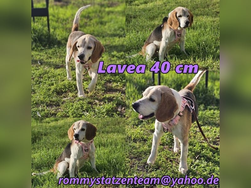 Lavea ist eine sanfte Seele