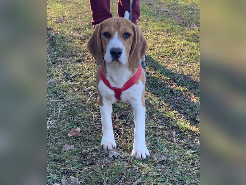 Beagel Hundin