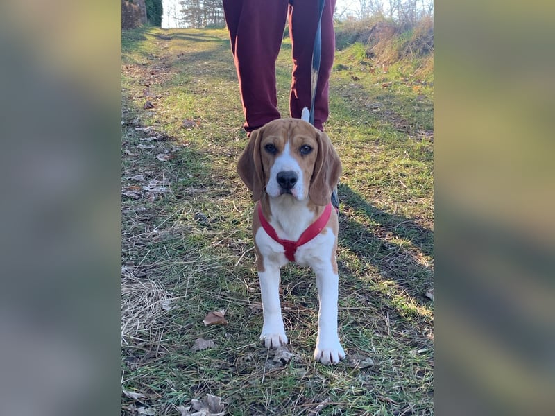 Beagel Hundin