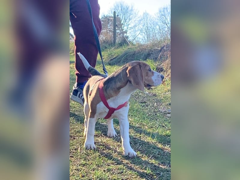 Beagel Hundin