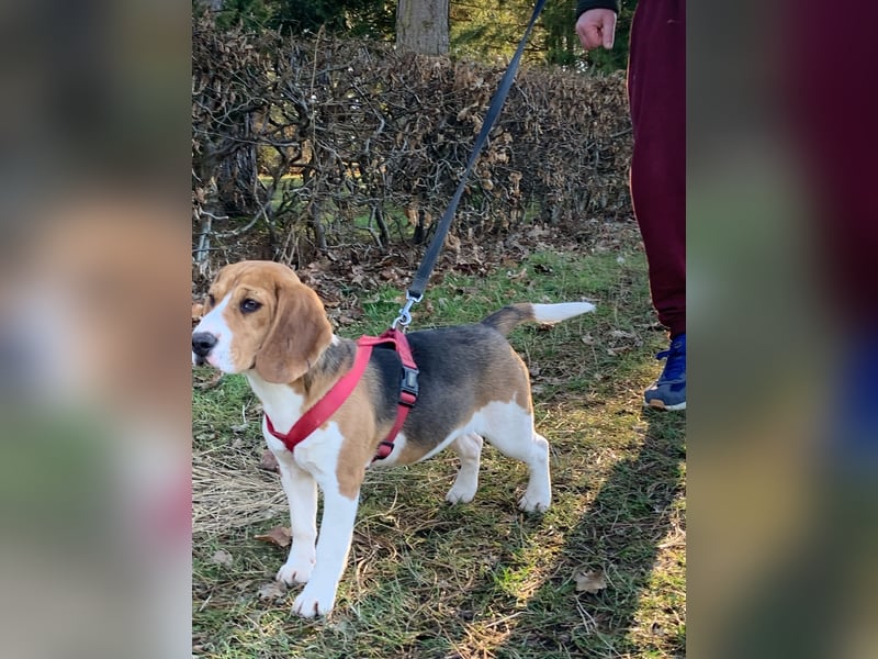 Beagel Hundin