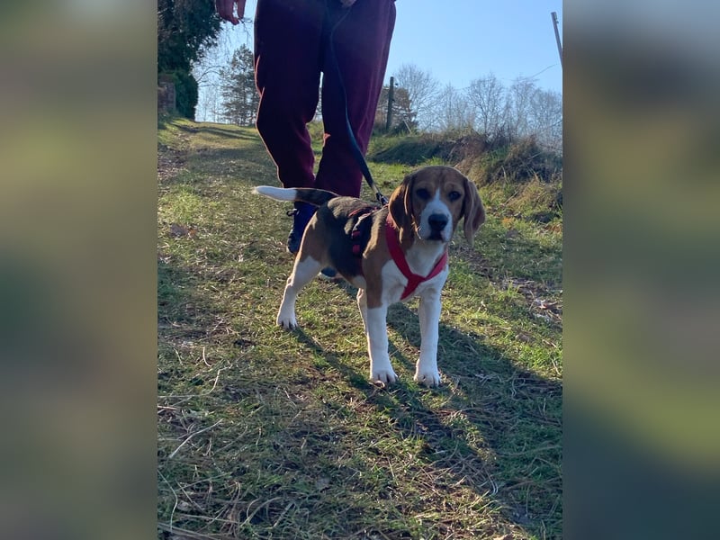 Beagel Hundin