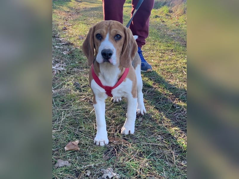 Beagel Hundin