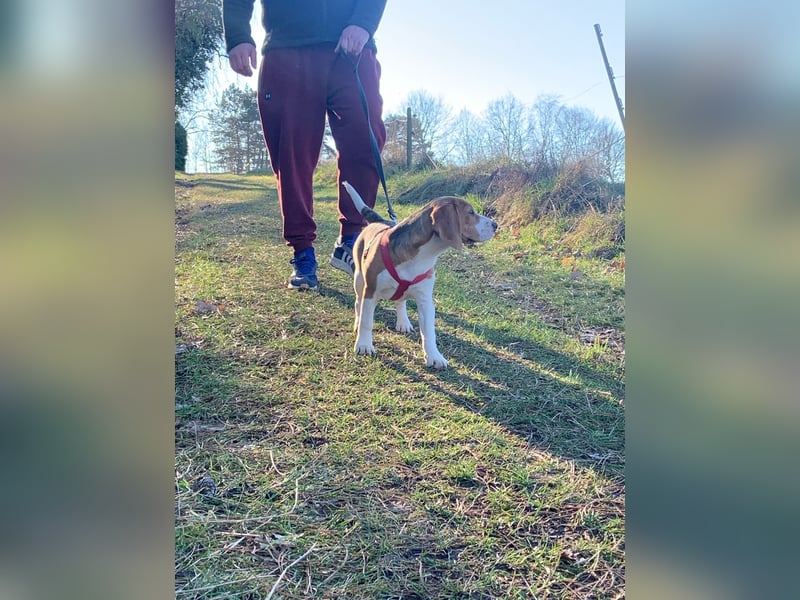 Beagel Hundin
