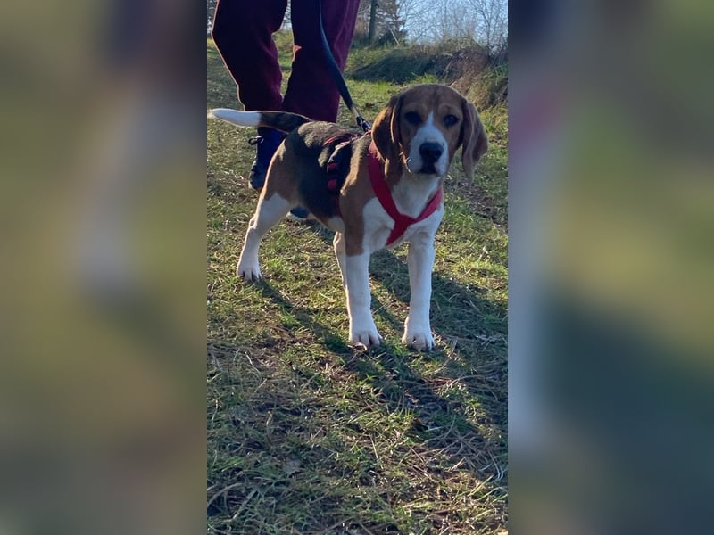 Beagel Hundin