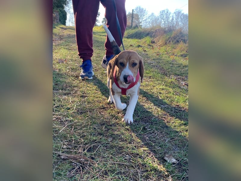Beagel Hundin