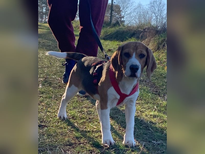 Beagel Hundin